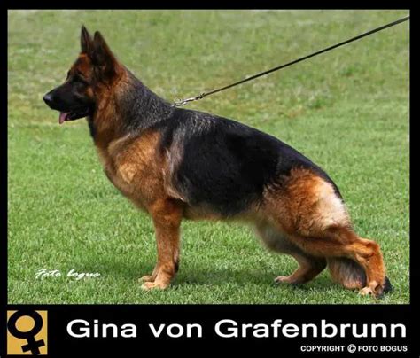 chanel von grafenbrunn|Sibling list for Chanel vom Grafenbrunn .